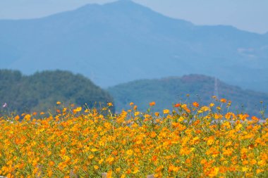 Bahçede çiçek açan kozmos çiçekleri