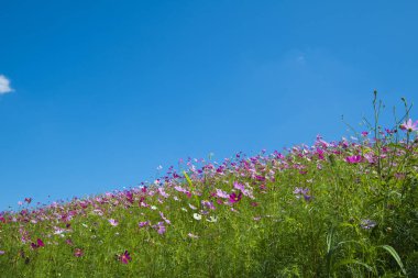 Bahçede çiçek açan kozmos çiçekleri