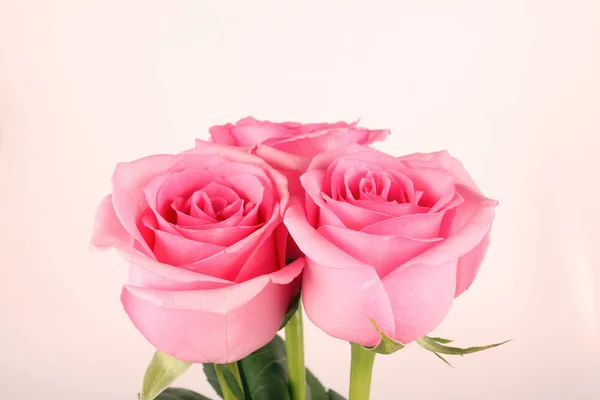 Vackert Rosa Ros Isoler Vit Bakgrund — Stockfoto