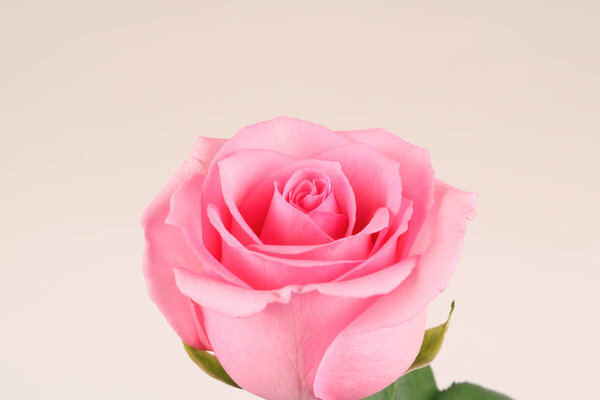 Beautiful pink rose isolate white background