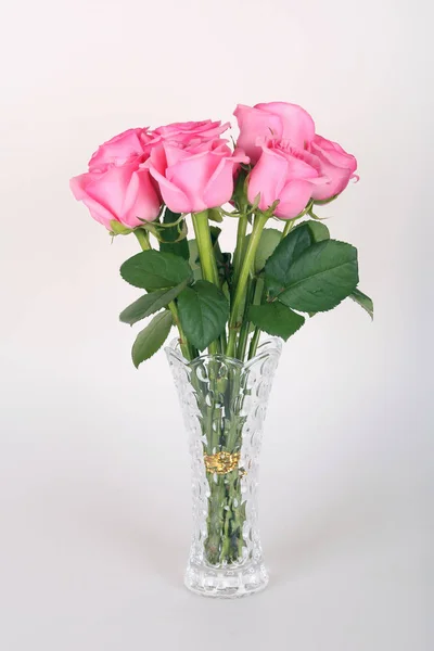 Vackert Rosa Ros Isoler Vit Bakgrund — Stockfoto