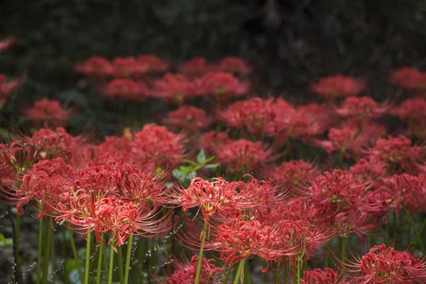 Magic Lily blooming in the garden