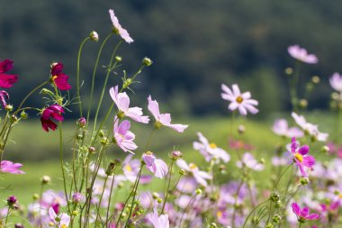 Bahçede çiçek açan kozmos çiçekleri