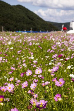 Bahçede çiçek açan kozmos çiçekleri