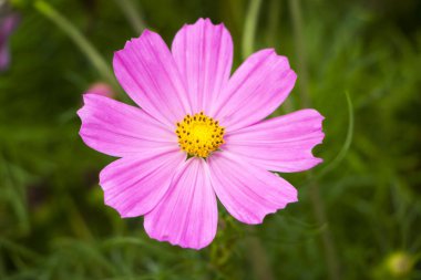 Bahçede çiçek açan kozmos çiçekleri