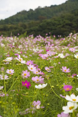 Bahçede çiçek açan kozmos çiçekleri