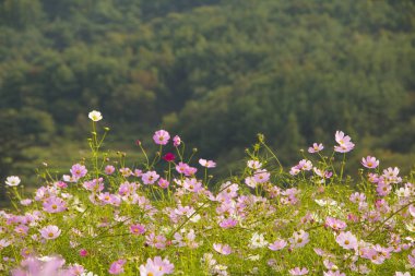 Bahçede çiçek açan kozmos çiçekleri