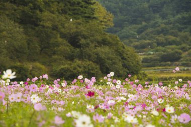 Bahçede çiçek açan kozmos çiçekleri