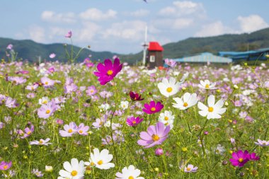 Bahçede çiçek açan kozmos çiçekleri