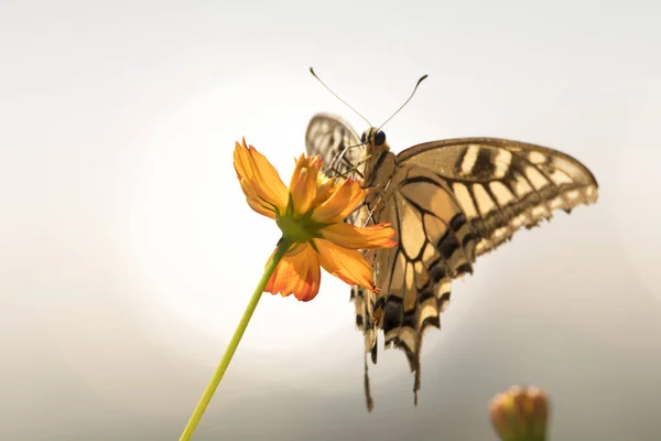 Fiori Del Cosmo Che Sbocciano Nel Giardino — Foto Stock