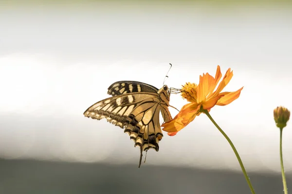 Fiori Del Cosmo Che Sbocciano Nel Giardino — Foto Stock