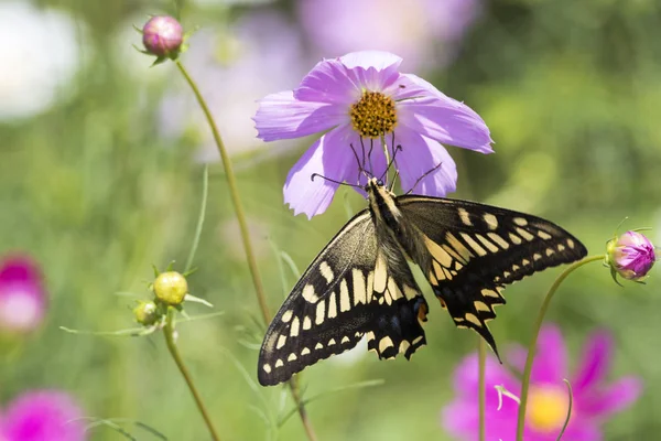 Fiori Del Cosmo Che Sbocciano Nel Giardino — Foto Stock