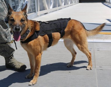 Bize hava kuvvetleri K-9 köpek güvenlik filo hafta 2018 sırasında sağlar.