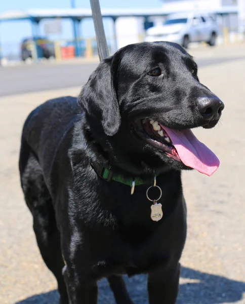 Nypd Bomb Squad Dog Fornece Segurança Durante Semana Frota 2018 — Fotografia de Stock