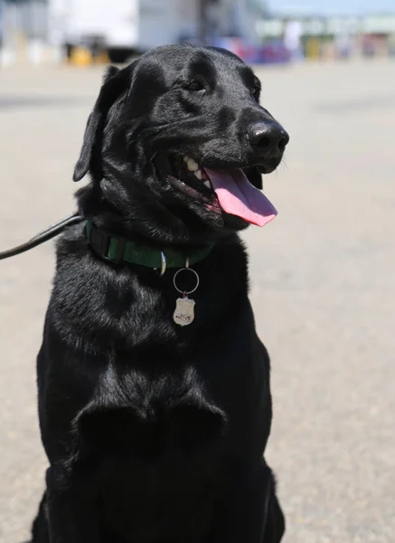 Nypd Bomb Squad Dog Provides Security Fleet Week 2018 — Stock Photo, Image