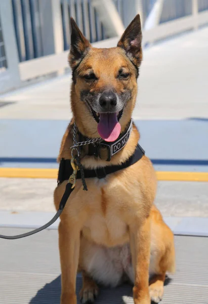 Perro Fuerza Aérea Proporciona Seguridad Durante Semana Flota 2018 —  Fotos de Stock