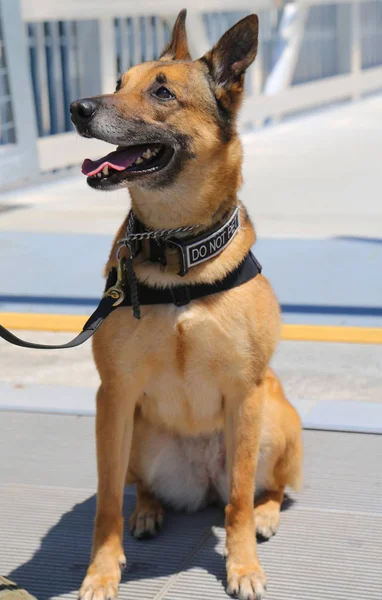 Perro Fuerza Aérea Proporciona Seguridad Durante Semana Flota 2018 — Foto de Stock