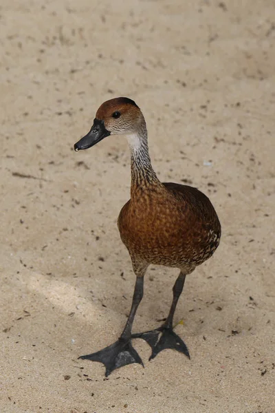 Canard Siffleur Des Antilles — Photo