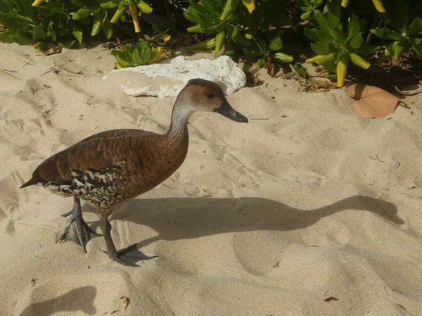 Canard Siffleur Des Antilles — Photo