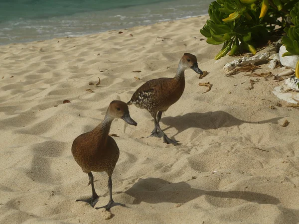 Die Westindische Pfeifenente — Stockfoto