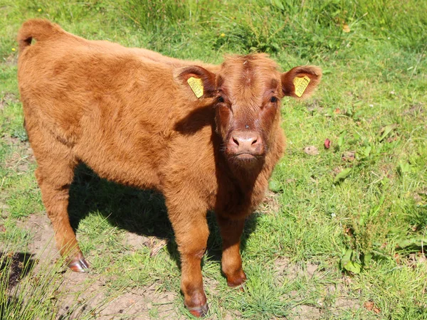 Braunes Schottisches Hochlandkalb Auf Der Weide — Stockfoto