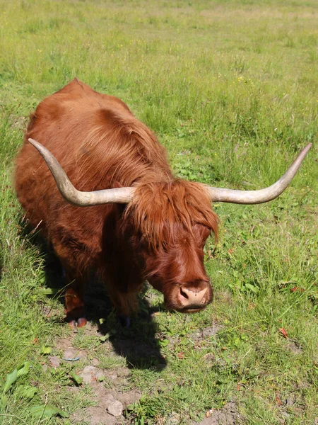 Highland Корова Випасу Худоби Пасовищі Шотландії Highland Великої Рогатої Худоби — стокове фото