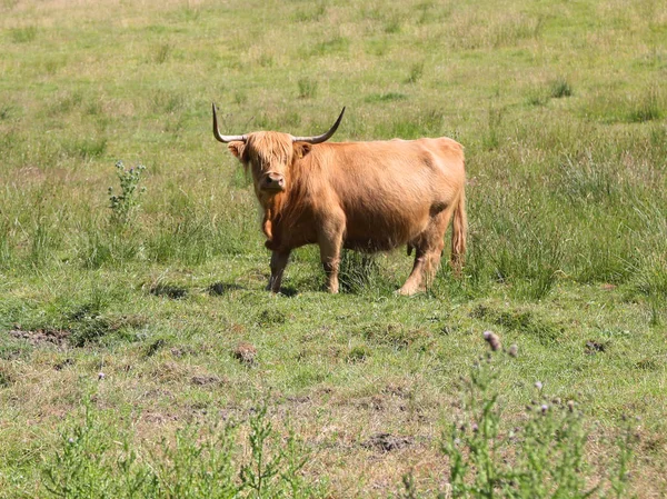İskoçya'da mera üzerinde otlatma yayla inek. Bir İskoç sığır ırkı yayla sığırlar