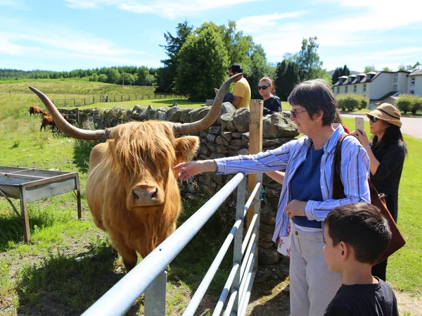 Stirling Szkocja Lipca 2018 Turystów Zwierzę Krowa Średniogórza Szkocji Wyżynna — Zdjęcie stockowe