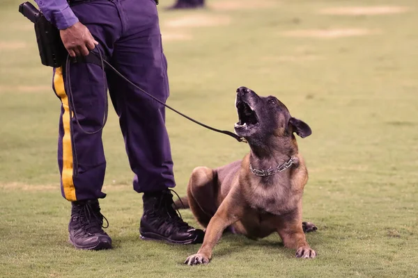 K-9 dog provides security during soccer game