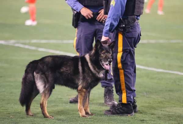 Chien Assure Sécurité Pendant Match Football — Photo