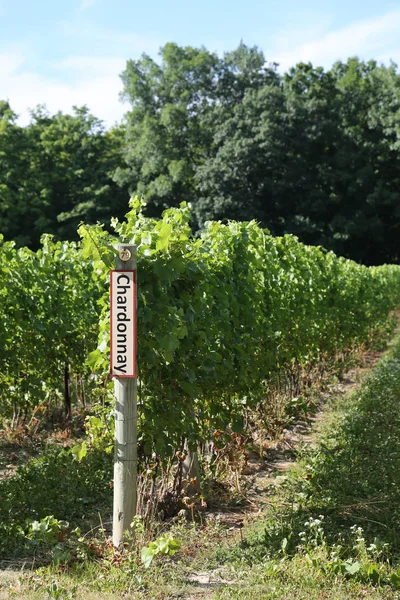 Chardonnay Druiven Teken Bij Wijngaard — Stockfoto