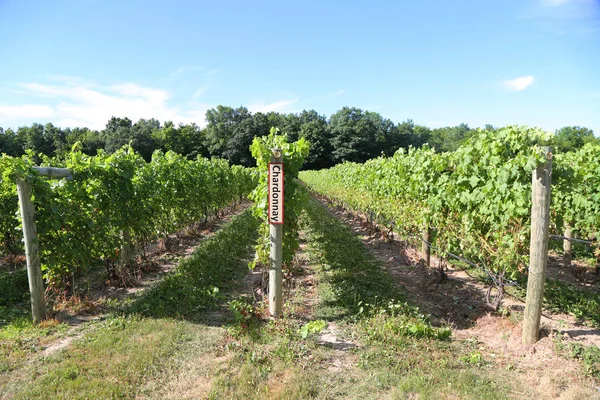 Chardonnay Grapes Signer Vignoble — Photo