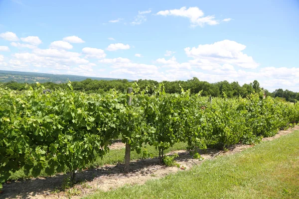 Viñedo Principios Verano —  Fotos de Stock