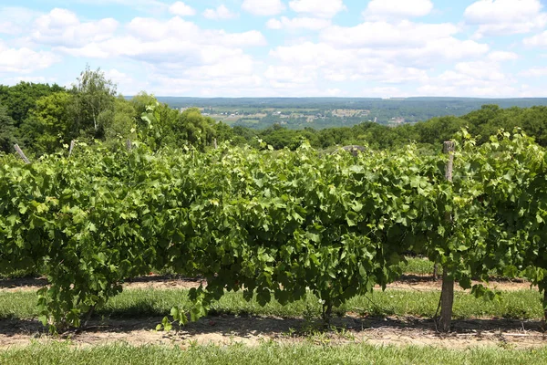 Vineyard Early Summer — Stock Photo, Image
