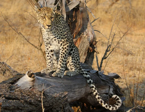 Africký Leopard Krugerově Národním Parku — Stock fotografie