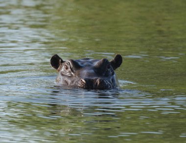 Zambezi nehir su aygırı