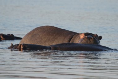 Zambezi nehir su aygırı
