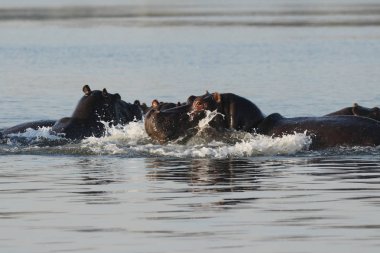 Zambezi nehir su aygırı
