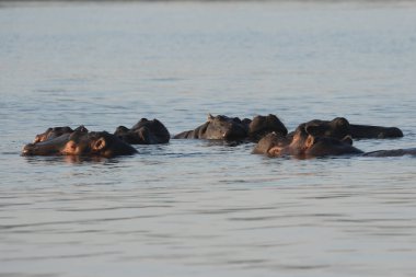 Zambezi nehir su aygırı
