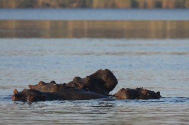 Zambezi nehir su aygırı