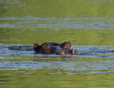 Zambezi nehir su aygırı