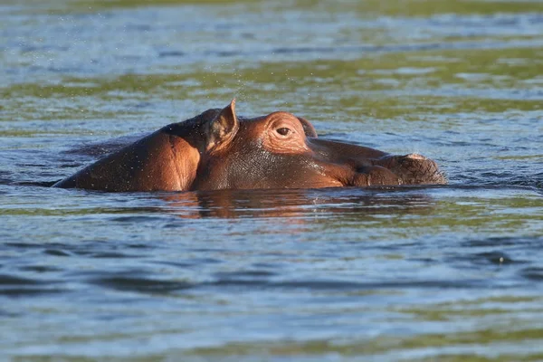 Nilpferd Sambesi Fluss — Stockfoto