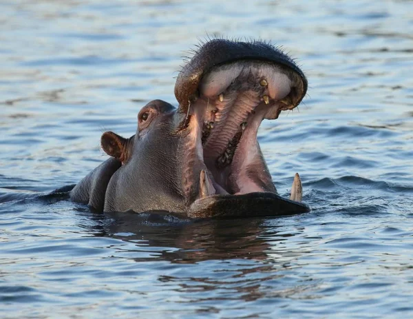 Hippo Zambezi River — Stock Photo, Image