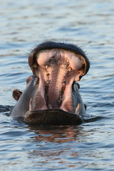 Hippo Zambezi Rivier — Stockfoto