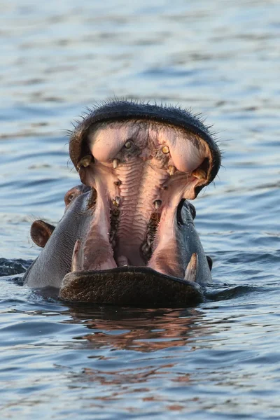 Zambezi Nehir Aygırı — Stok fotoğraf