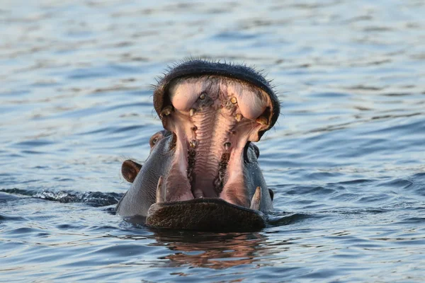Hipopótamo Río Zambezi —  Fotos de Stock