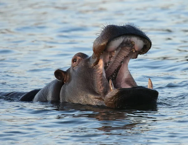 Hipopótamo Río Zambezi —  Fotos de Stock