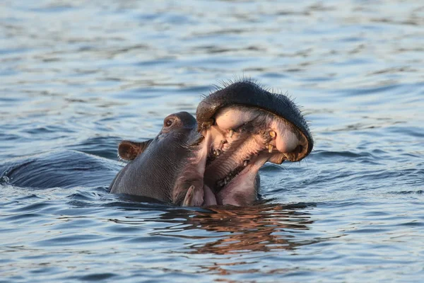 Nilpferd Sambesi Fluss — Stockfoto