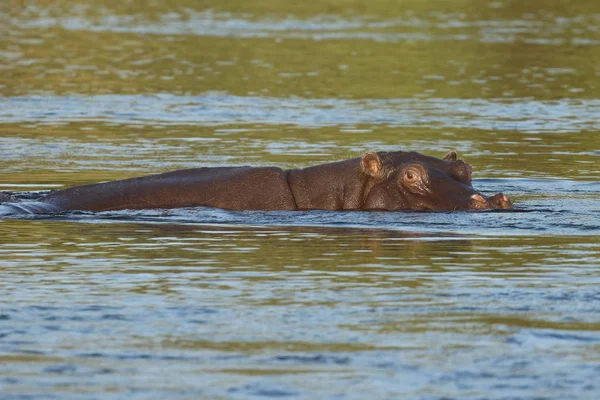 Nilpferd Sambesi Fluss — Stockfoto