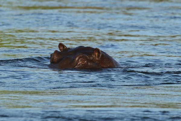 Flodhäst Zambezifloden — Stockfoto